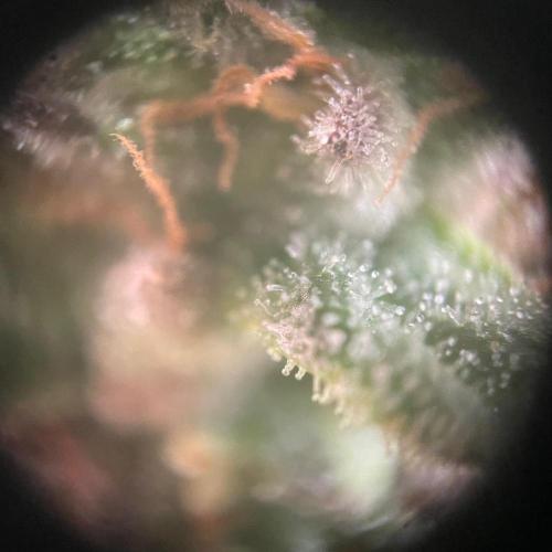 Afghani #1. Week 7
