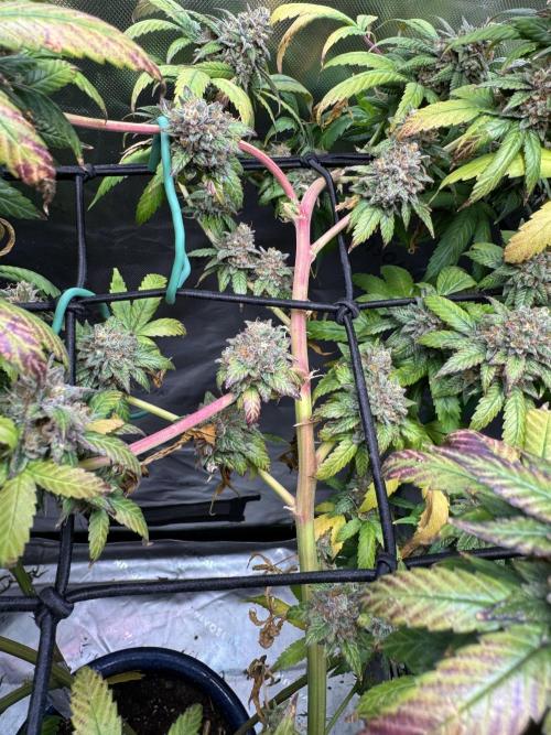Afghani #1. Week 8
