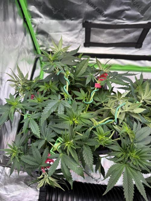 Klassiker. Week 6 - AK47