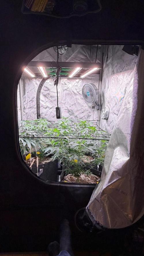 White Widdow XXL. Week 4