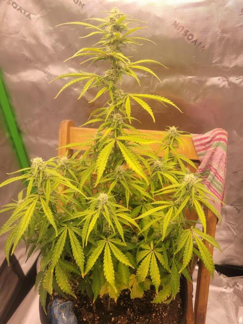 first try. Week 3