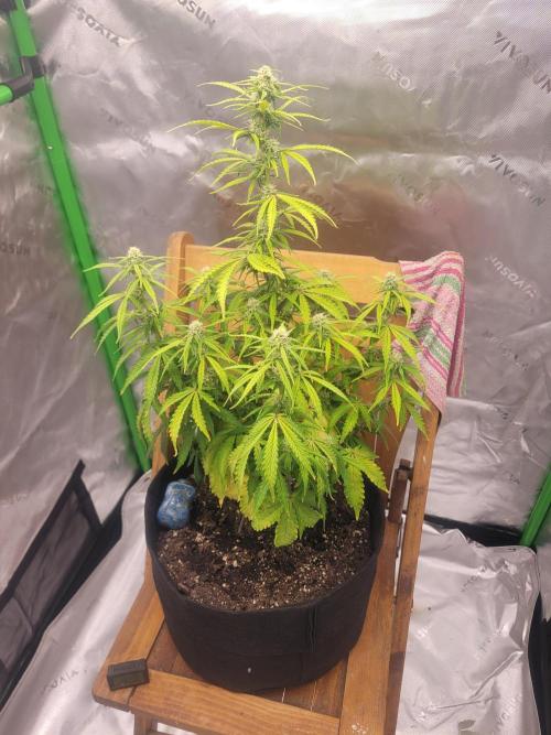 first try. Week 3