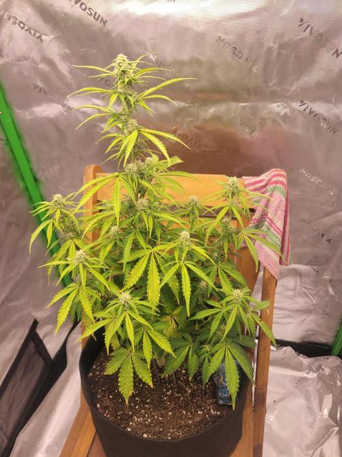 first try. Week 3