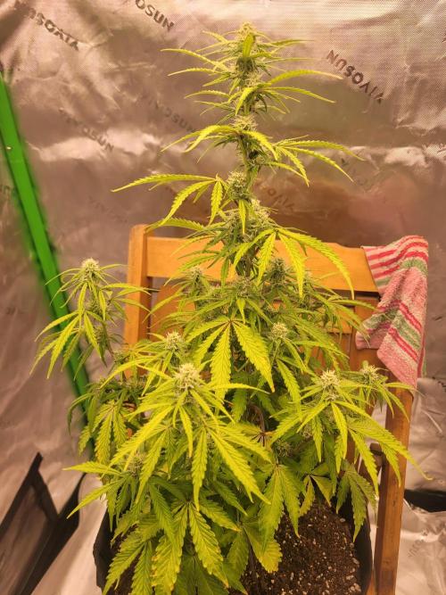 first try. Week 3