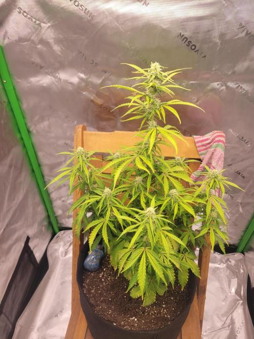 first try. Week 3