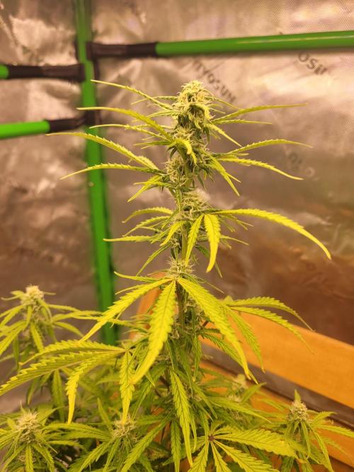 first try. Week 3