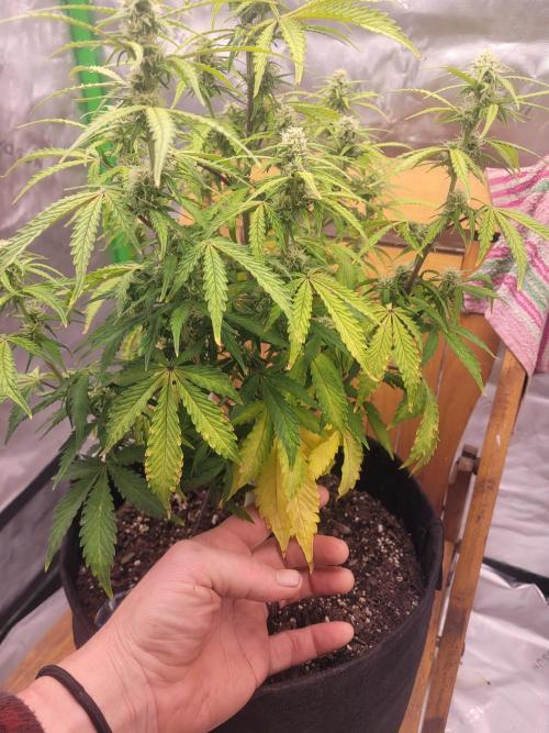 first try. Week 2