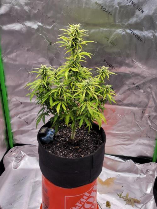 first try. Week 4