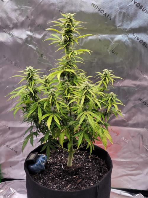 first try. Week 4