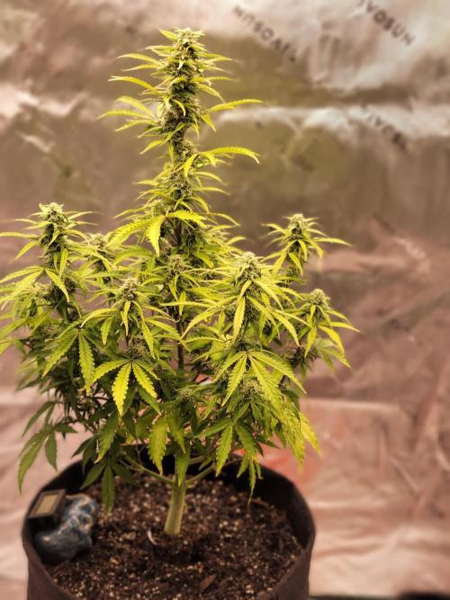 first try. Week 4