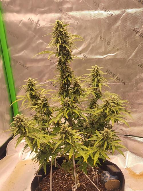 first try. Week 5
