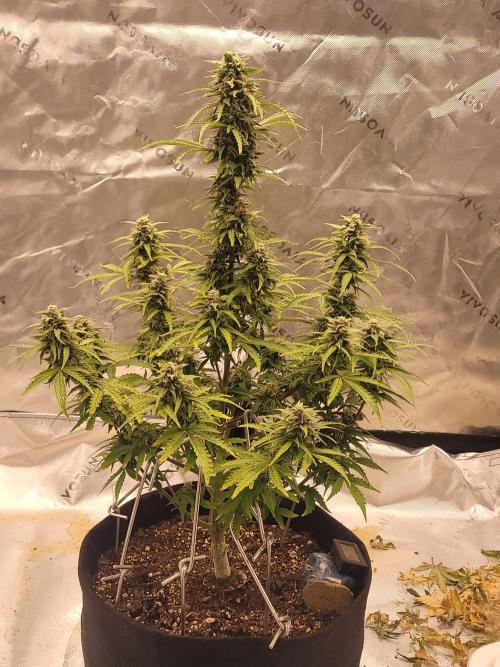 first try. Week 5