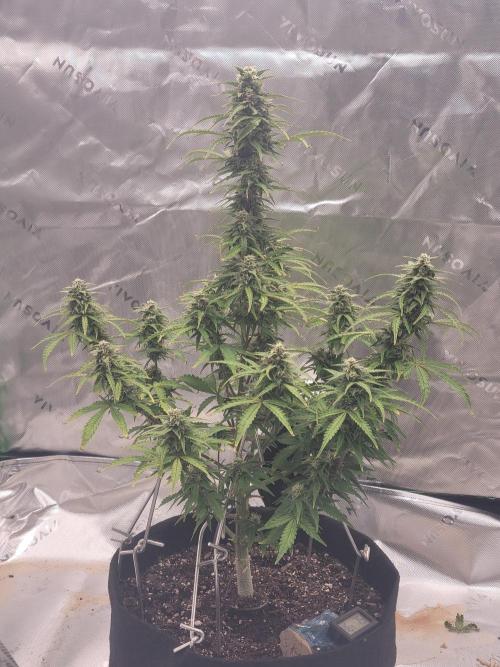 first try. Week 5