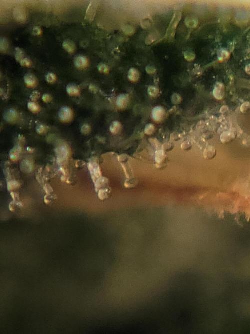 first try. Week 5