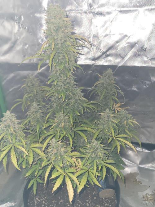 first try. Week 7