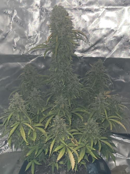 first try. Week 7