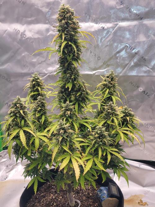 first try. Week 7