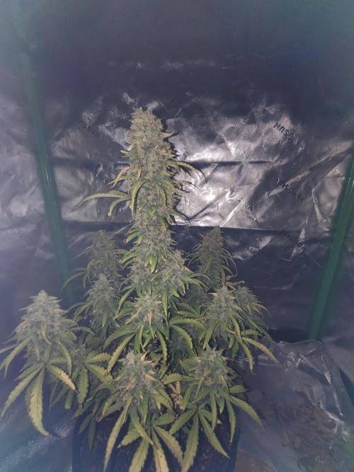 first try. Week 7