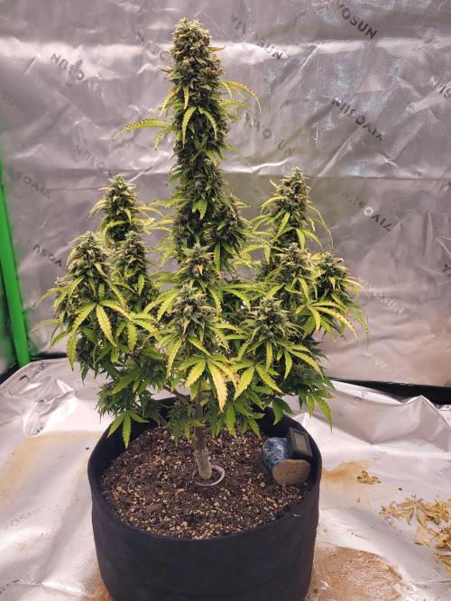 first try. Week 7