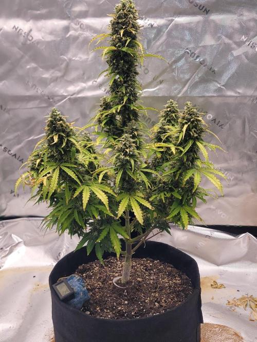 first try. Week 7