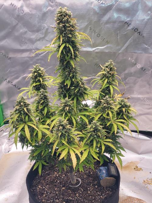 first try. Week 7