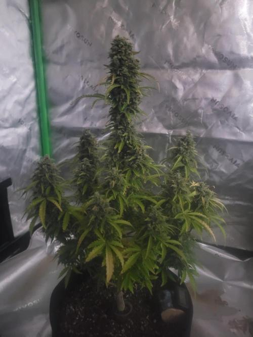 first try. Week 7