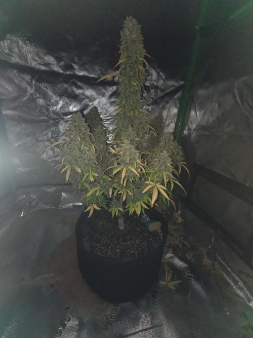 first try. Week 8