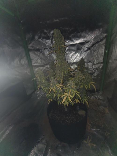 first try. Week 8