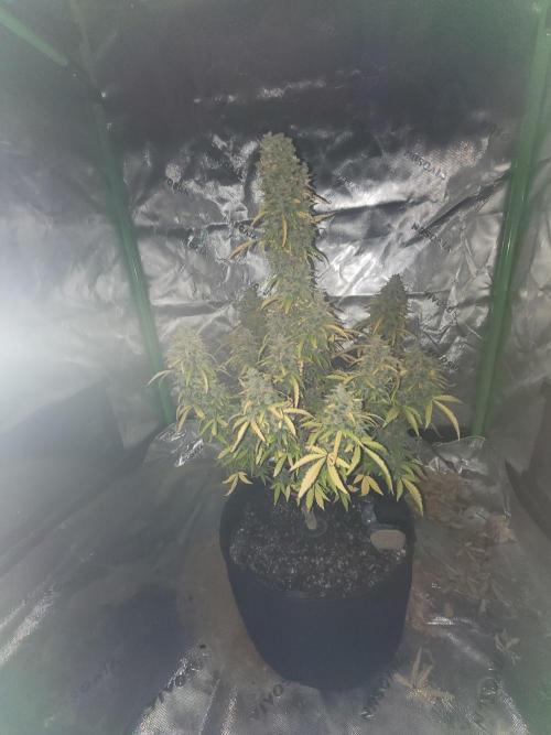 first try. Week 8