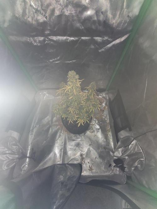 first try. Week 8