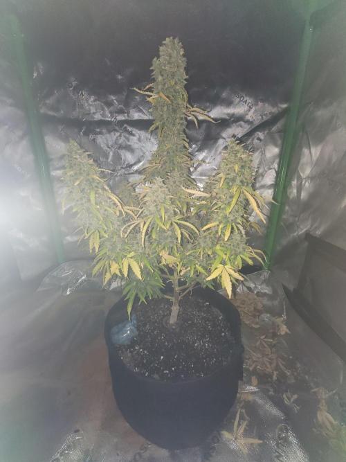 first try. Week 8