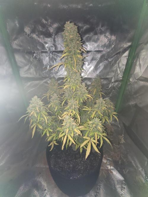 first try. Week 8