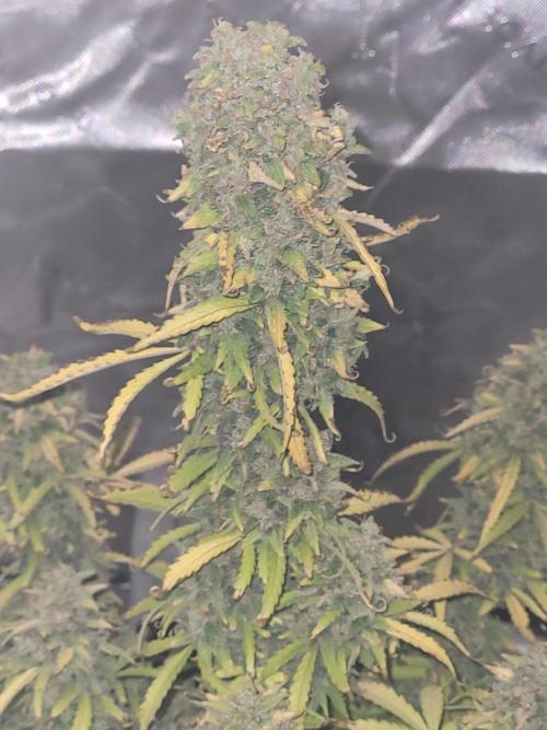 first try. Week 8