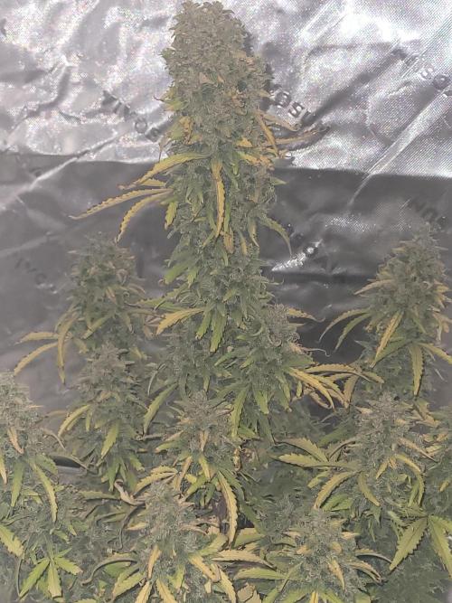 first try. Week 8
