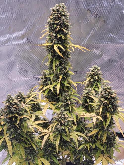 first try. Week 8