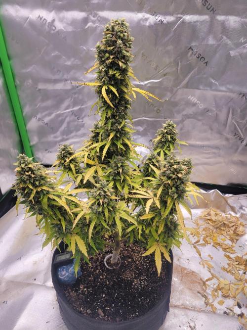 first try. Week 8