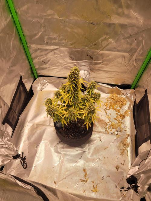 first try. Week 8