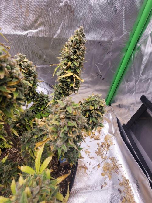 first try. Week 10