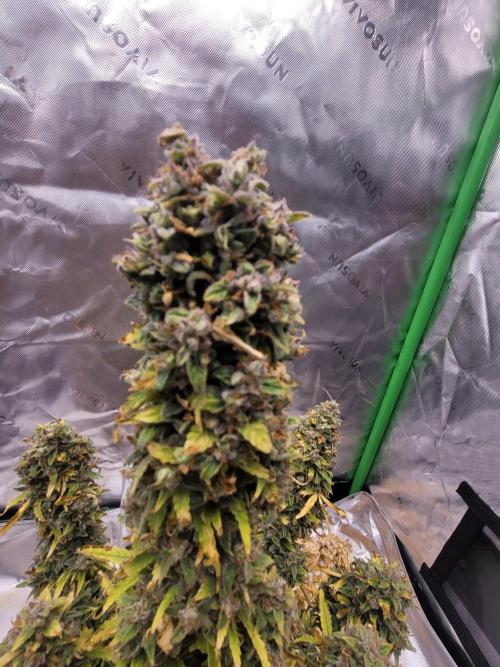 first try. Week 10