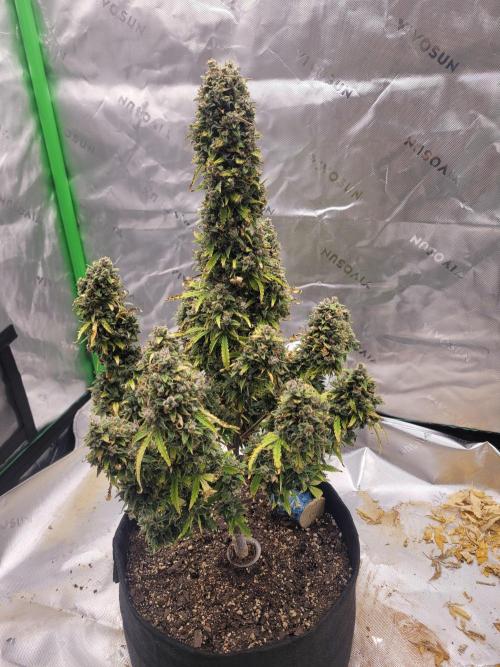 first try. Week 10
