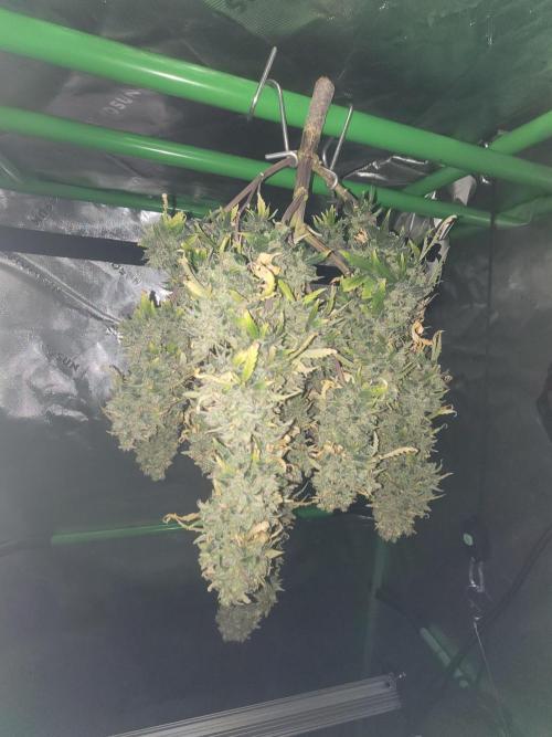 first try. Week 10