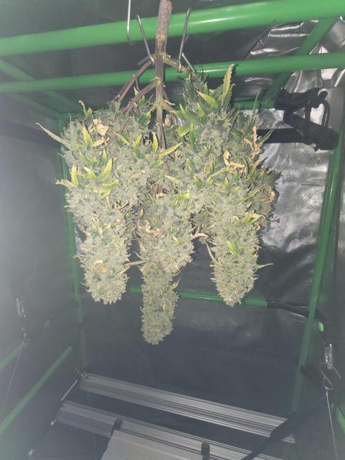 first try. Week 10