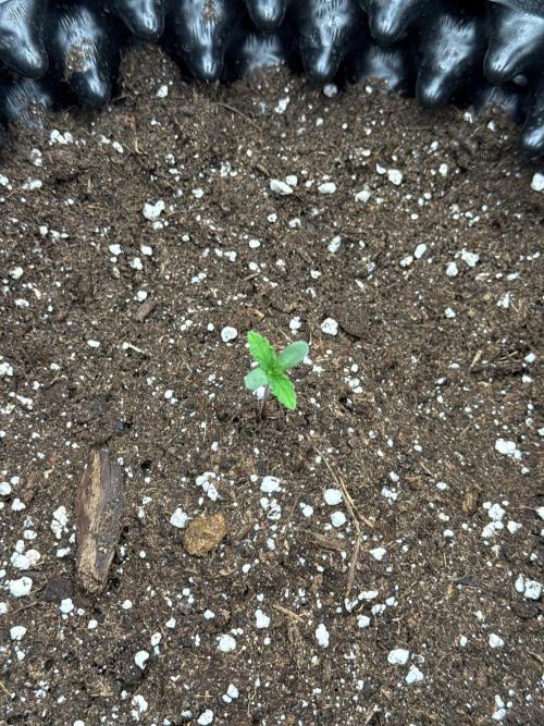 Sweet Seeds - Gorilla Girl (Photo, Fem). Week 0