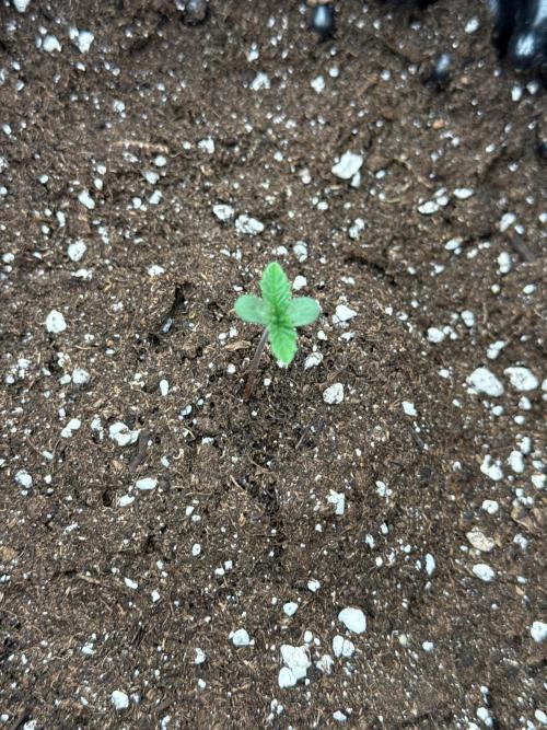 Sweet Seeds - Gorilla Girl (Photo, Fem). Week 0