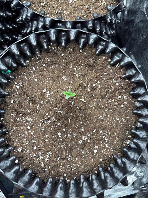 Sweet Seeds - Gorilla Girl (Photo, Fem). Week 0