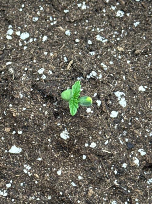 Sweet Seeds - Gorilla Girl (Photo, Fem). Week 0