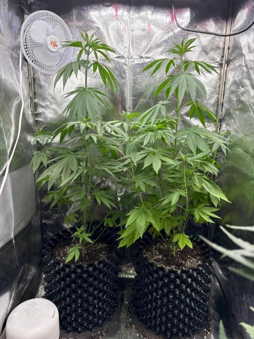 Sweet Seeds - Gorilla Girl (Photo, Fem). Week 5 - there i topped the plants at the 4th internode 