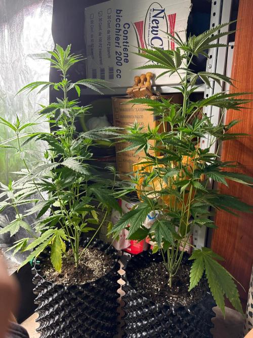 Sweet Seeds - Gorilla Girl (Photo, Fem). Week 5