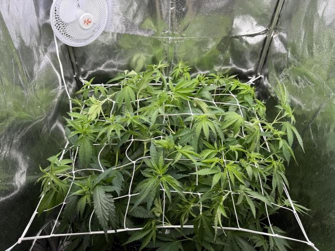 Sweet Seeds - Gorilla Girl (Photo, Fem). Week 5