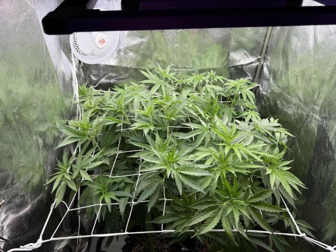 Sweet Seeds - Gorilla Girl (Photo, Fem). Week 7
